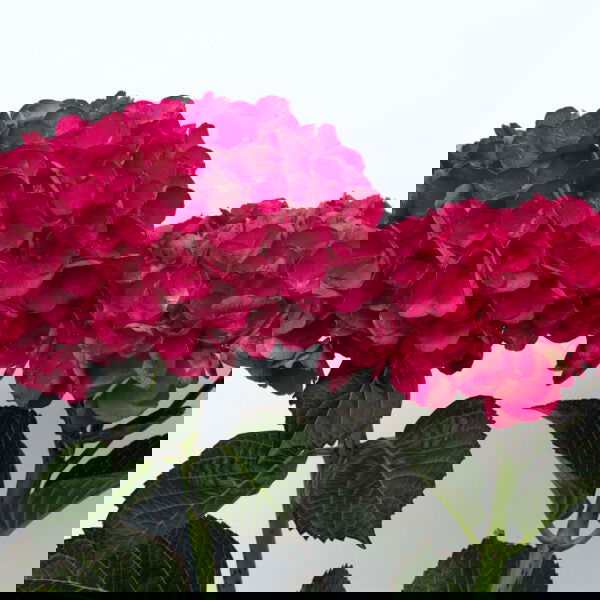 - Hydrangea macrophylla 'Akadama’ Hydrangea - Mr Maple │ Buy Japanese Maple Trees