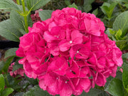 - Hydrangea macrophylla 'Akadama’ Hydrangea - Mr Maple │ Buy Japanese Maple Trees