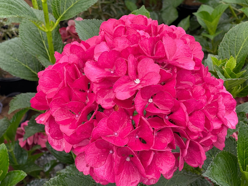 - Hydrangea macrophylla 'Akadama’ Hydrangea - Mr Maple │ Buy Japanese Maple Trees