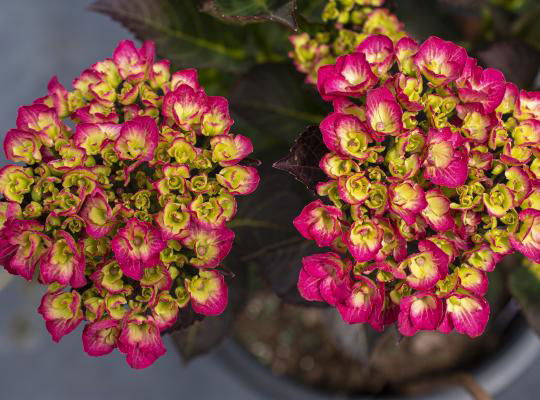 - Hydrangea macrophylla 'Akadama’ Hydrangea - Mr Maple │ Buy Japanese Maple Trees