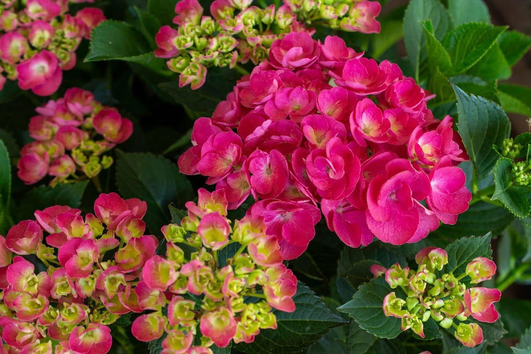 Maple Hydrangea Hydrangea macrophylla 'Akadama’ Hydrangea — Mr Maple │ Buy Japanese ...