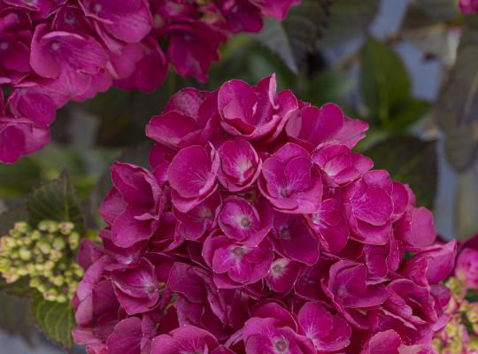 - Hydrangea macrophylla 'Akadama’ Hydrangea - Mr Maple │ Buy Japanese Maple Trees
