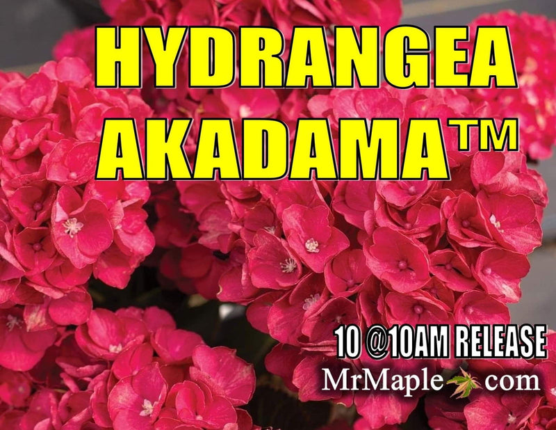 - Hydrangea macrophylla 'Akadama’ Hydrangea - Mr Maple │ Buy Japanese Maple Trees