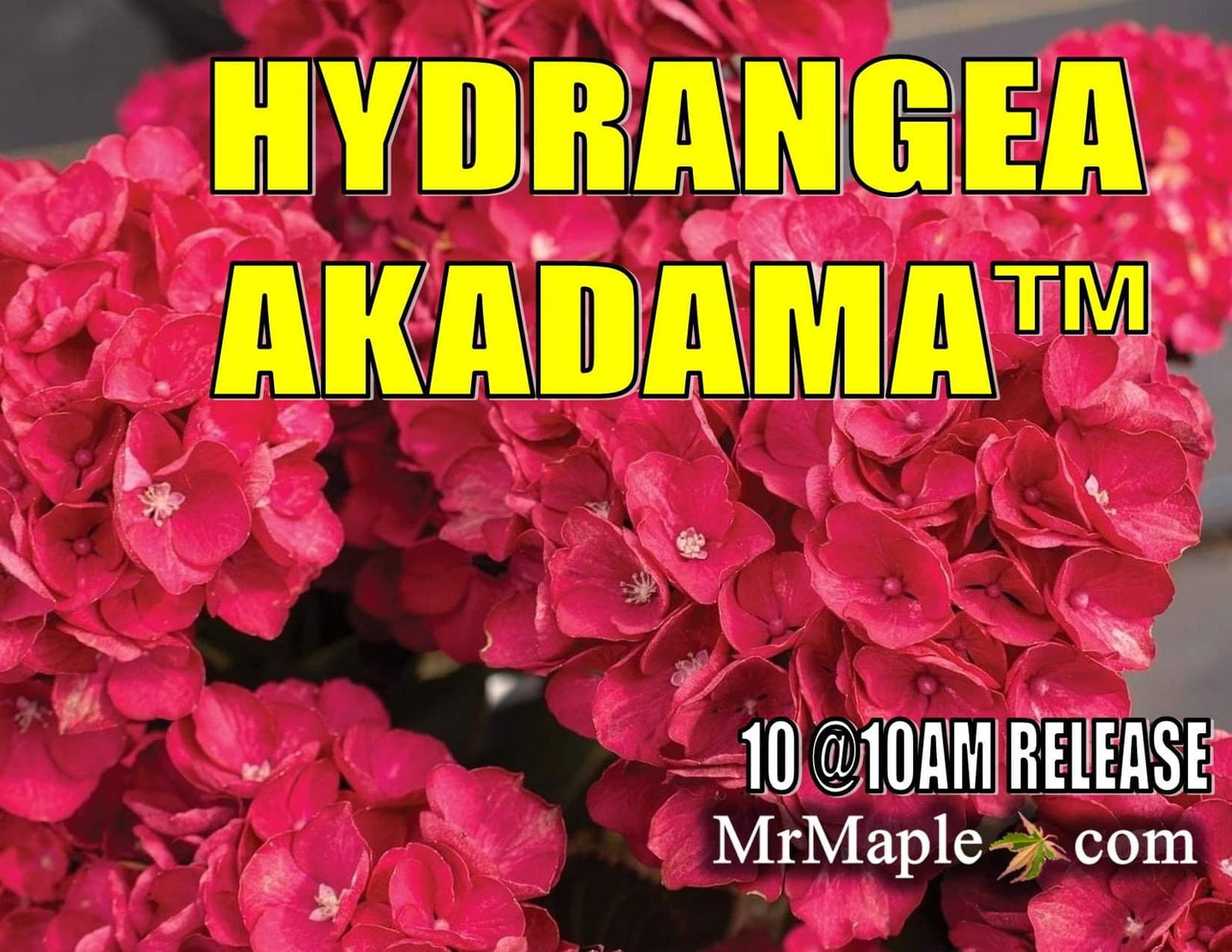 Maple Hydrangea Hydrangea macrophylla 'Akadama’ Hydrangea — Mr Maple │ Buy Japanese ...