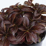 - Hydrangea macrophylla 'Akadama’ Hydrangea - Mr Maple │ Buy Japanese Maple Trees