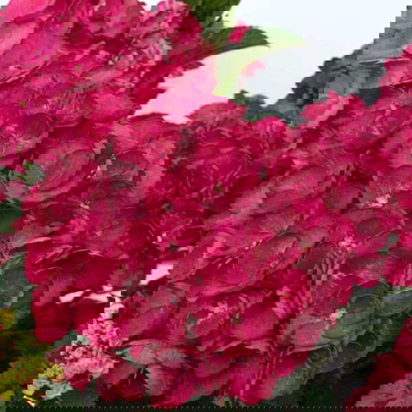 - Hydrangea macrophylla 'Akadama’ Hydrangea - Mr Maple │ Buy Japanese Maple Trees