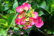- Hydrangea macrophylla 'Akadama’ Hydrangea - Mr Maple │ Buy Japanese Maple Trees