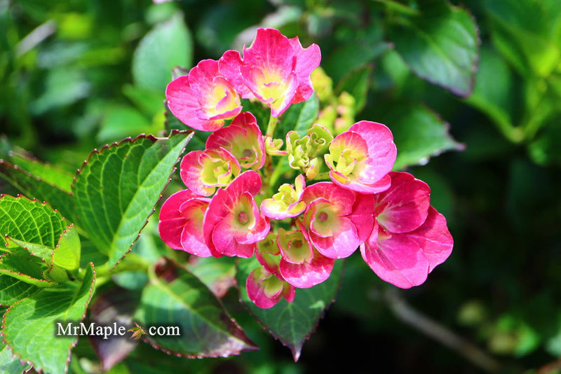- Hydrangea macrophylla 'Akadama’ Hydrangea - Mr Maple │ Buy Japanese Maple Trees