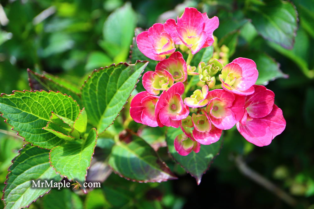 Hydrangea macrophylla 'Akadama' Hydrangea — Mr Maple │ Buy