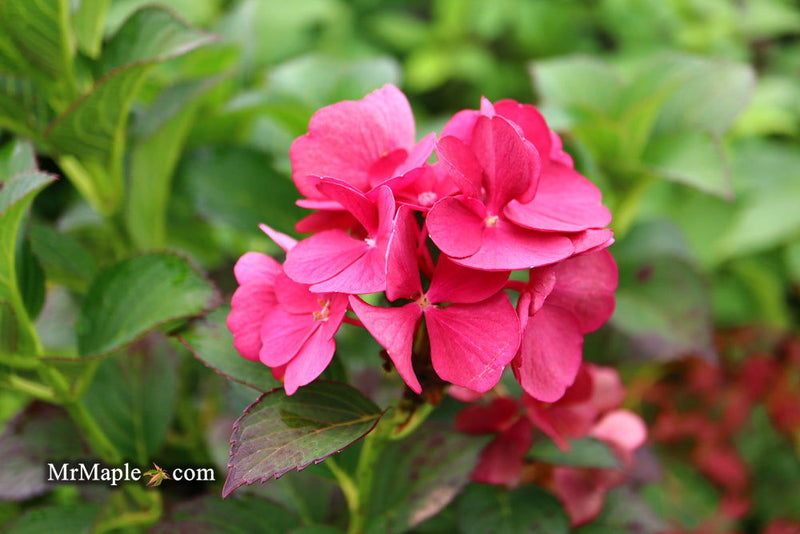 - Hydrangea macrophylla 'Akadama’ Hydrangea - Mr Maple │ Buy Japanese Maple Trees