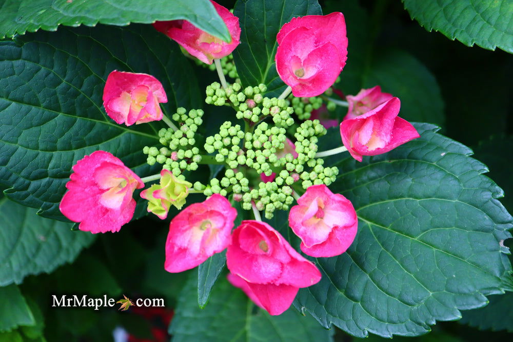 Buy Hydrangea macrophylla 'McKay' Cherry Explosion™ Cherry Red