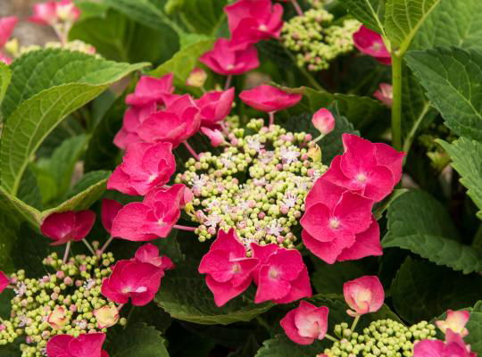 Buy Hydrangea macrophylla 'McKay' Cherry Explosion™ Cherry Red