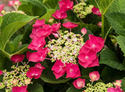 - Hydrangea macrophylla ‘Cherry Explosion’ Hydrangea Cherry Red Bloom Hydrangea - Mr Maple │ Buy Japanese Maple Trees