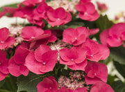 - Hydrangea macrophylla ‘Cherry Explosion’ Hydrangea Cherry Red Bloom Hydrangea - Mr Maple │ Buy Japanese Maple Trees