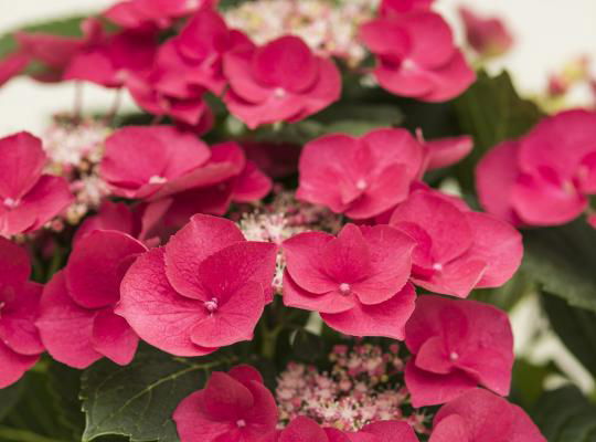 - Hydrangea macrophylla ‘Cherry Explosion’ Hydrangea Cherry Red Bloom Hydrangea - Mr Maple │ Buy Japanese Maple Trees