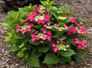 - Hydrangea macrophylla ‘Cherry Explosion’ Hydrangea Cherry Red Bloom Hydrangea - Mr Maple │ Buy Japanese Maple Trees