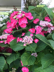 - Hydrangea macrophylla ‘Cherry Explosion’ Hydrangea Cherry Red Bloom Hydrangea - Mr Maple │ Buy Japanese Maple Trees