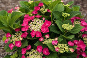 - Hydrangea macrophylla ‘Cherry Explosion’ Hydrangea Cherry Red Bloom Hydrangea - Mr Maple │ Buy Japanese Maple Trees