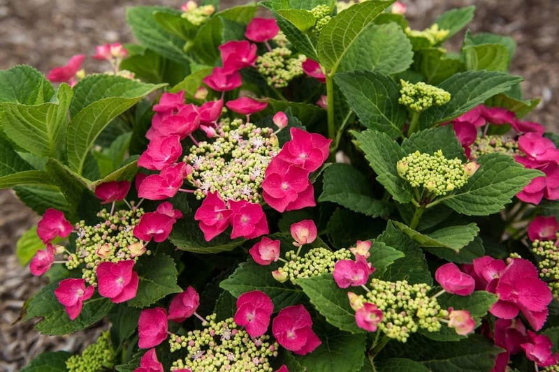 - Hydrangea macrophylla ‘Cherry Explosion’ Hydrangea Cherry Red Bloom Hydrangea - Mr Maple │ Buy Japanese Maple Trees