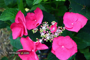 - Hydrangea macrophylla ‘Cherry Explosion’ Hydrangea Cherry Red Bloom Hydrangea - Mr Maple │ Buy Japanese Maple Trees