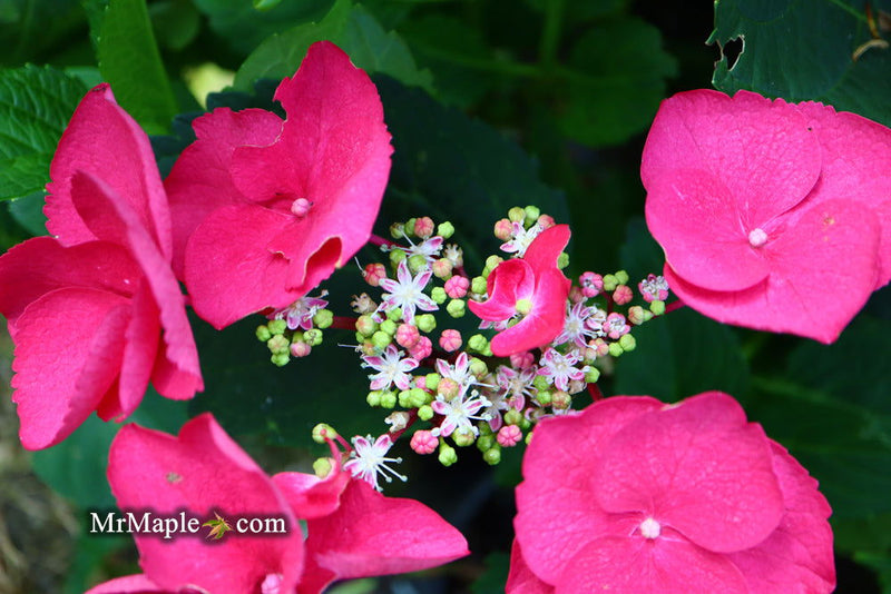 - Hydrangea macrophylla ‘Cherry Explosion’ Hydrangea Cherry Red Bloom Hydrangea - Mr Maple │ Buy Japanese Maple Trees