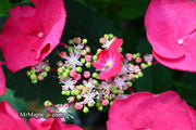 - Hydrangea macrophylla ‘Cherry Explosion’ Hydrangea Cherry Red Bloom Hydrangea - Mr Maple │ Buy Japanese Maple Trees