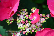 - Hydrangea macrophylla ‘Cherry Explosion’ Hydrangea Cherry Red Bloom Hydrangea - Mr Maple │ Buy Japanese Maple Trees