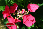- Hydrangea macrophylla ‘Cherry Explosion’ Hydrangea Cherry Red Bloom Hydrangea - Mr Maple │ Buy Japanese Maple Trees