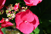 - Hydrangea macrophylla ‘Cherry Explosion’ Hydrangea Cherry Red Bloom Hydrangea - Mr Maple │ Buy Japanese Maple Trees
