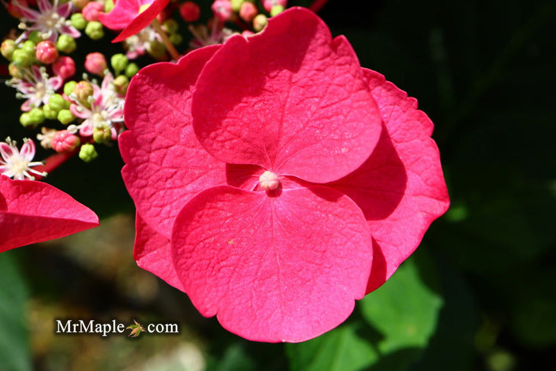 - Hydrangea macrophylla ‘Cherry Explosion’ Hydrangea Cherry Red Bloom Hydrangea - Mr Maple │ Buy Japanese Maple Trees