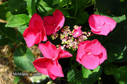 - Hydrangea macrophylla ‘Cherry Explosion’ Hydrangea Cherry Red Bloom Hydrangea - Mr Maple │ Buy Japanese Maple Trees