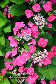 - Hydrangea macrophylla ‘Cherry Explosion’ Hydrangea Cherry Red Bloom Hydrangea - Mr Maple │ Buy Japanese Maple Trees