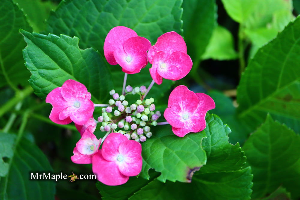 Buy Hydrangea macrophylla 'McKay' Cherry Explosion™ Cherry Red