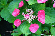 - Hydrangea macrophylla ‘Cherry Explosion’ Hydrangea Cherry Red Bloom Hydrangea - Mr Maple │ Buy Japanese Maple Trees