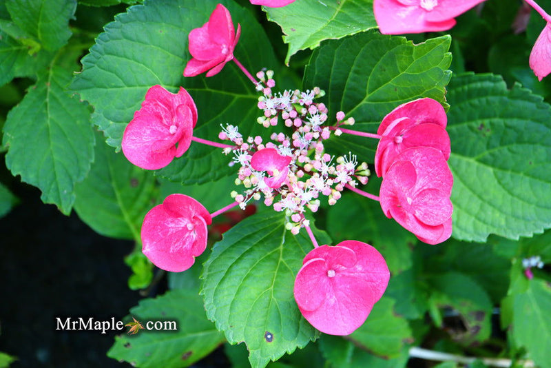 - Hydrangea macrophylla ‘Cherry Explosion’ Hydrangea Cherry Red Bloom Hydrangea - Mr Maple │ Buy Japanese Maple Trees
