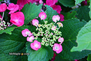 - Hydrangea macrophylla ‘Cherry Explosion’ Hydrangea Cherry Red Bloom Hydrangea - Mr Maple │ Buy Japanese Maple Trees