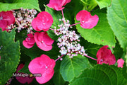 - Hydrangea macrophylla ‘Cherry Explosion’ Hydrangea Cherry Red Bloom Hydrangea - Mr Maple │ Buy Japanese Maple Trees
