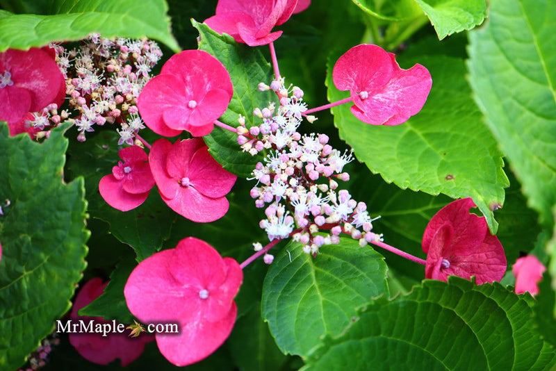- Hydrangea macrophylla ‘Cherry Explosion’ Hydrangea Cherry Red Bloom Hydrangea - Mr Maple │ Buy Japanese Maple Trees