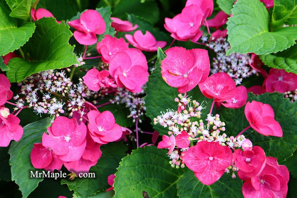 Buy Hydrangea macrophylla 'McKay' Cherry Explosion™ Cherry Red