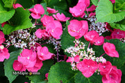 - Hydrangea macrophylla ‘Cherry Explosion’ Hydrangea Cherry Red Bloom Hydrangea - Mr Maple │ Buy Japanese Maple Trees