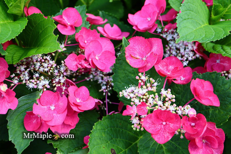 - Hydrangea macrophylla ‘Cherry Explosion’ Hydrangea Cherry Red Bloom Hydrangea - Mr Maple │ Buy Japanese Maple Trees