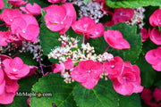 - Hydrangea macrophylla ‘Cherry Explosion’ Hydrangea Cherry Red Bloom Hydrangea - Mr Maple │ Buy Japanese Maple Trees