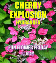 - Hydrangea macrophylla ‘Cherry Explosion’ Hydrangea Cherry Red Bloom Hydrangea - Mr Maple │ Buy Japanese Maple Trees