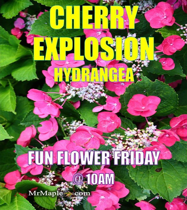 - Hydrangea macrophylla ‘Cherry Explosion’ Hydrangea Cherry Red Bloom Hydrangea - Mr Maple │ Buy Japanese Maple Trees