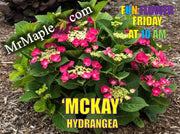 - Hydrangea macrophylla ‘Cherry Explosion’ Hydrangea Cherry Red Bloom Hydrangea - Mr Maple │ Buy Japanese Maple Trees
