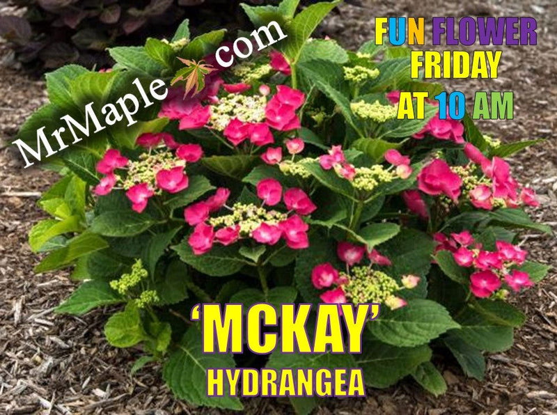 - Hydrangea macrophylla ‘Cherry Explosion’ Hydrangea Cherry Red Bloom Hydrangea - Mr Maple │ Buy Japanese Maple Trees