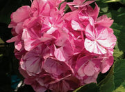 - Hydrangea macrophylla 'Dancing Angel' Sweet Fantasy™ Variegated Bloom Hydrangea - Mr Maple │ Buy Japanese Maple Trees