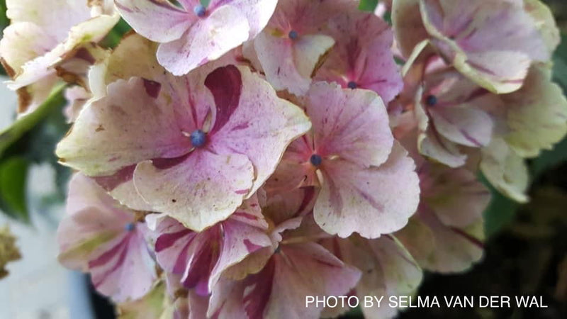 - Hydrangea macrophylla 'Dancing Angel' Sweet Fantasy™ Variegated Bloom Hydrangea - Mr Maple │ Buy Japanese Maple Trees