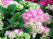 - Hydrangea macrophylla 'Dancing Angel' Sweet Fantasy™ Variegated Bloom Hydrangea - Mr Maple │ Buy Japanese Maple Trees