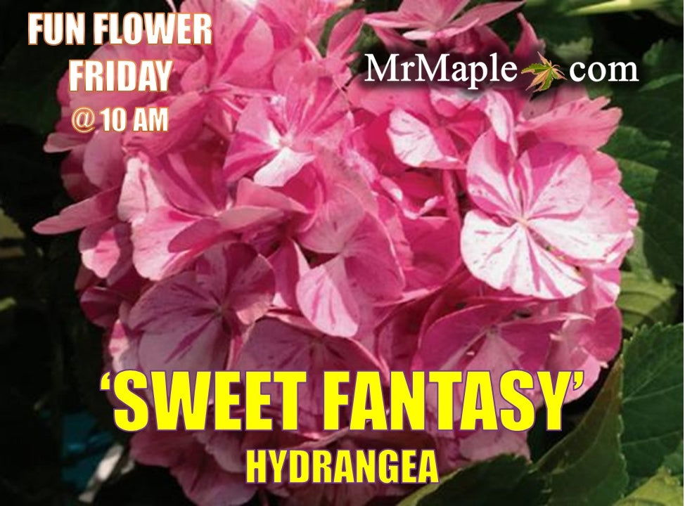 Buy Hydrangea macrophylla 'Dancing Angel' Sweet Fantasy